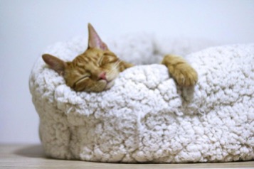 Orange cat laying in a fluffy cat bed